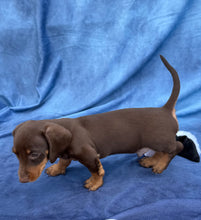 Load image into Gallery viewer, Harley 💕 Mini Dachshund ☀️Male