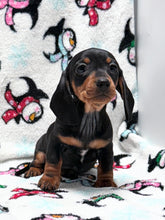 Load image into Gallery viewer, Taffy💕 Mini Dachshund ☀️Female