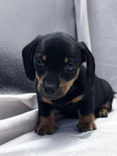 Load image into Gallery viewer, Breezy 💕 Mini Dachshund ☀️Female