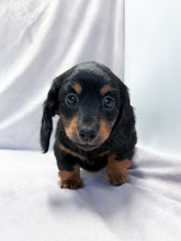 Load image into Gallery viewer, Wanda 💕 Mini Dachshund ☀️Female