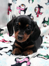 Load image into Gallery viewer, Waylon 💕 Mini Dachshund ☀️Male