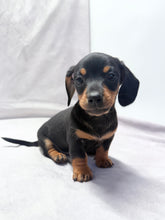 Load image into Gallery viewer, Maverick 💕 Mini Dachshund ☀️Male