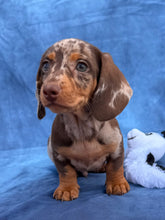 Load image into Gallery viewer, Elvis 💕 Mini Dachshund ☀️Male