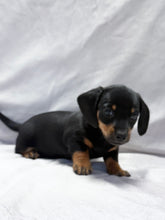 Load image into Gallery viewer, Breezy 💕 Mini Dachshund ☀️Female