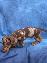Load image into Gallery viewer, Elvis 💕 Mini Dachshund ☀️Male