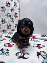 Load image into Gallery viewer, Winston 💕 Mini Dachshund ☀️Male
