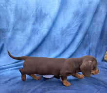 Load image into Gallery viewer, Harley 💕 Mini Dachshund ☀️Male