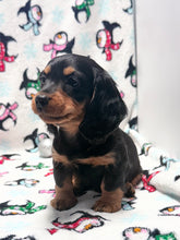 Load image into Gallery viewer, Winston 💕 Mini Dachshund ☀️Male