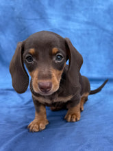 Load image into Gallery viewer, Waylon 💕 Mini Dachshund ☀️Male