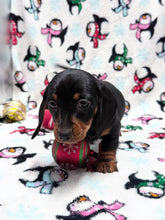 Load image into Gallery viewer, Joy 💕 Mini Dachshund ☀️Female