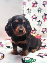 Load image into Gallery viewer, Winston 💕 Mini Dachshund ☀️Male