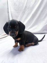 Load image into Gallery viewer, Scooter 💕 Mini Dachshund ☀️Male