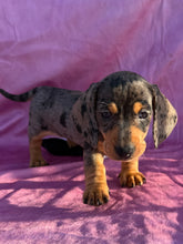 Load image into Gallery viewer, Posey 💕 Mini Dachshund ☀️Female