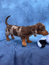Load image into Gallery viewer, Elvis 💕 Mini Dachshund ☀️Male