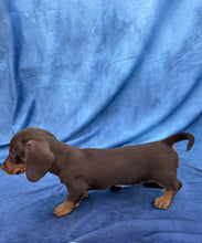 Load image into Gallery viewer, Harley 💕 Mini Dachshund ☀️Male
