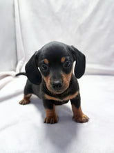 Load image into Gallery viewer, Maverick 💕 Mini Dachshund ☀️Male