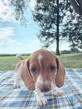 Load image into Gallery viewer, Isabelle 💕 Mini Dachshund ☀️Female