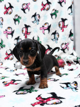 Load image into Gallery viewer, Gracie 💕 Mini Dachshund ☀️Female