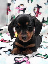 Load image into Gallery viewer, Waylon 💕 Mini Dachshund ☀️Male