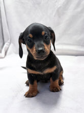 Load image into Gallery viewer, Maverick 💕 Mini Dachshund ☀️Male