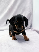 Load image into Gallery viewer, Scooter 💕 Mini Dachshund ☀️Male