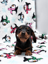 Load image into Gallery viewer, Gracie 💕 Mini Dachshund ☀️Female
