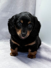 Load image into Gallery viewer, Wanda 💕 Mini Dachshund ☀️Female