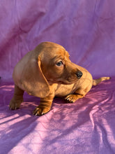 Load image into Gallery viewer, Lucy💕 Mini Dachshund ☀️Female