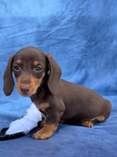Load image into Gallery viewer, Waylon 💕 Mini Dachshund ☀️Male