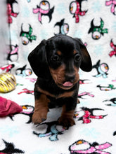 Load image into Gallery viewer, Gracie 💕 Mini Dachshund ☀️Female