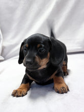 Load image into Gallery viewer, Scooter 💕 Mini Dachshund ☀️Male