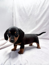 Load image into Gallery viewer, Maverick 💕 Mini Dachshund ☀️Male