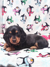 Load image into Gallery viewer, Winston 💕 Mini Dachshund ☀️Male
