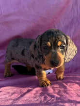 Load image into Gallery viewer, Posey 💕 Mini Dachshund ☀️Female