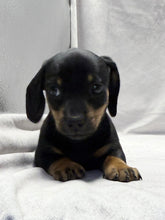 Load image into Gallery viewer, Breezy 💕 Mini Dachshund ☀️Female