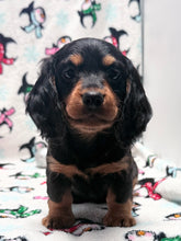 Load image into Gallery viewer, Winston 💕 Mini Dachshund ☀️Male