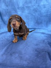 Load image into Gallery viewer, Waylon 💕 Mini Dachshund ☀️Male
