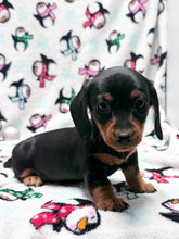 Load image into Gallery viewer, Waylon 💕 Mini Dachshund ☀️Male