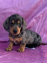 Load image into Gallery viewer, Posey 💕 Mini Dachshund ☀️Female