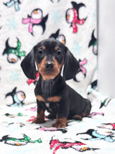 Load image into Gallery viewer, Taffy💕 Mini Dachshund ☀️Female
