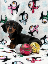 Load image into Gallery viewer, Taffy💕 Mini Dachshund ☀️Female
