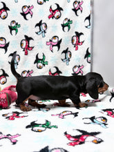 Load image into Gallery viewer, Joy 💕 Mini Dachshund ☀️Female