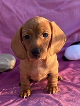 Load image into Gallery viewer, Lucy💕 Mini Dachshund ☀️Female