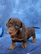 Load image into Gallery viewer, Harley 💕 Mini Dachshund ☀️Male