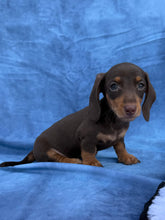 Load image into Gallery viewer, Waylon 💕 Mini Dachshund ☀️Male