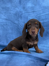 Load image into Gallery viewer, Waylon 💕 Mini Dachshund ☀️Male