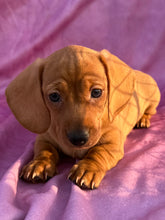 Load image into Gallery viewer, Lucy💕 Mini Dachshund ☀️Female