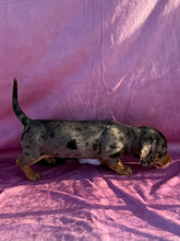 Load image into Gallery viewer, Posey 💕 Mini Dachshund ☀️Female