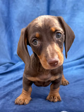 Load image into Gallery viewer, Harley 💕 Mini Dachshund ☀️Male
