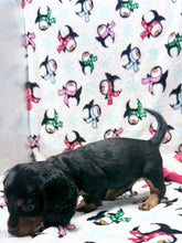 Load image into Gallery viewer, Winston 💕 Mini Dachshund ☀️Male
